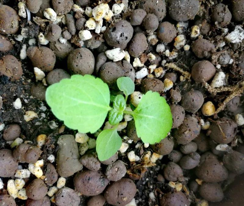 1586067855631879.jpg 1586067855631879.jpg