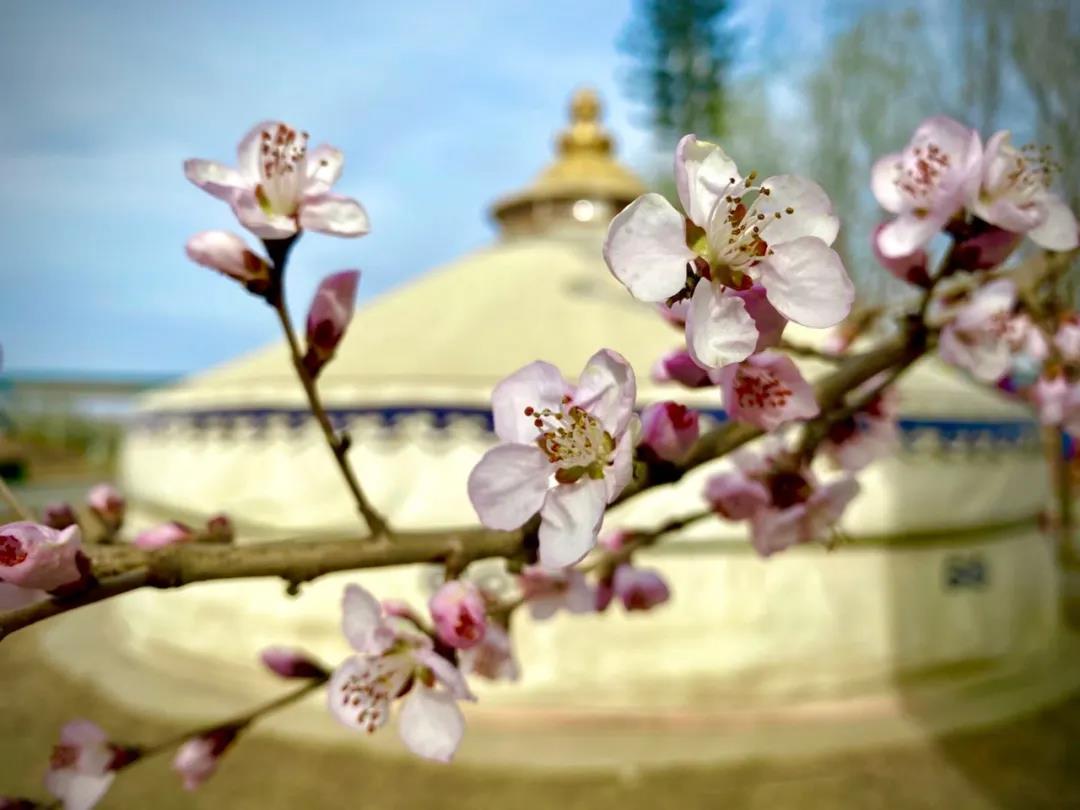 1586068022633626.jpg 1586068022633626.jpg